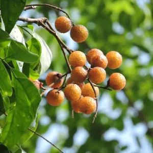Soapnut_berries_480x480 Soapnut_berries_480x480