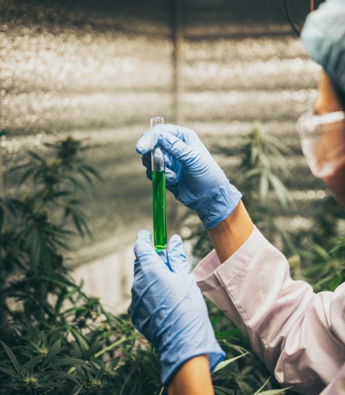 cbd-hemp-oil-hand-holding-bottle-of-cannabis-oil-against-marijuana-plant-e1623119486549 cbd-hemp-oil-hand-holding-bottle-of-cannabis-oil-against-marijuana-plant-e1623119486549
