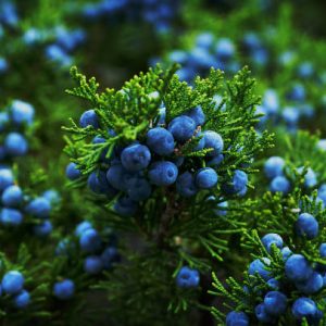 Juniper bush with berries. Autumn. Juniper bush with berries. Autumn.