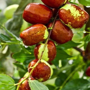 red-dates-931583_1280-682×1024 red-dates-931583_1280-682x1024